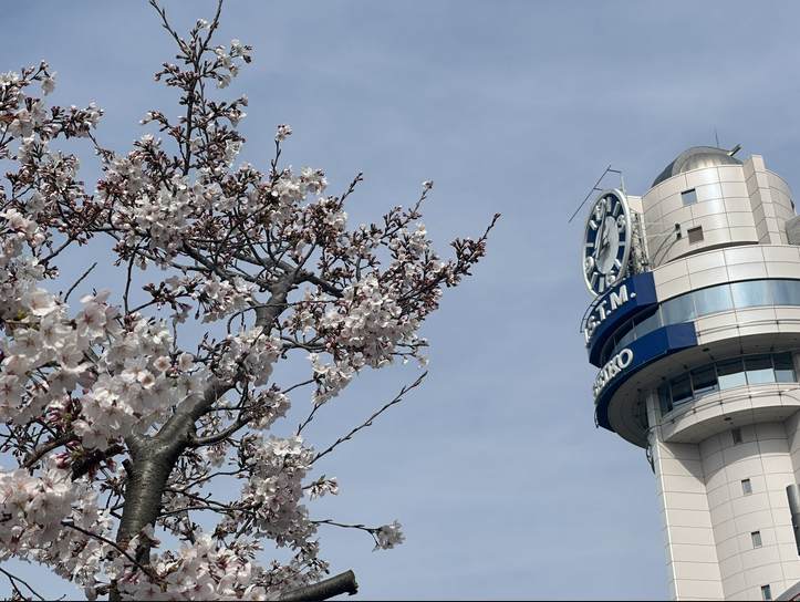 明石市立天文科学館と桜